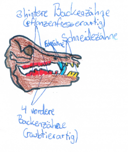 Schädel Schwein klein