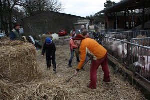 Beim Schweinefüttern