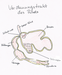 Verdauungstrakt Rind klein