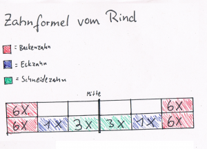 Zahnformel Rind klein